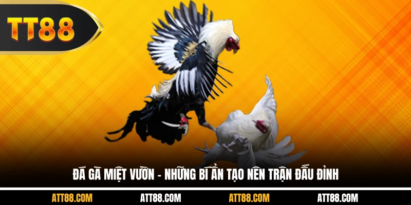 Đá Gà Miệt Vườn
